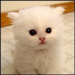 Аватар для Пермский котяра