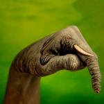 Аватар для палец-ноги-слона