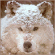 Аватар для Whitewolf